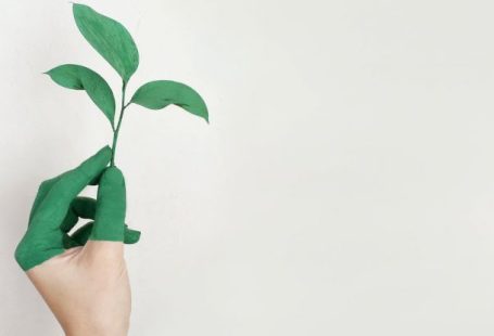 Sustainability - Person's Left Hand Holding Green Leaf Plant